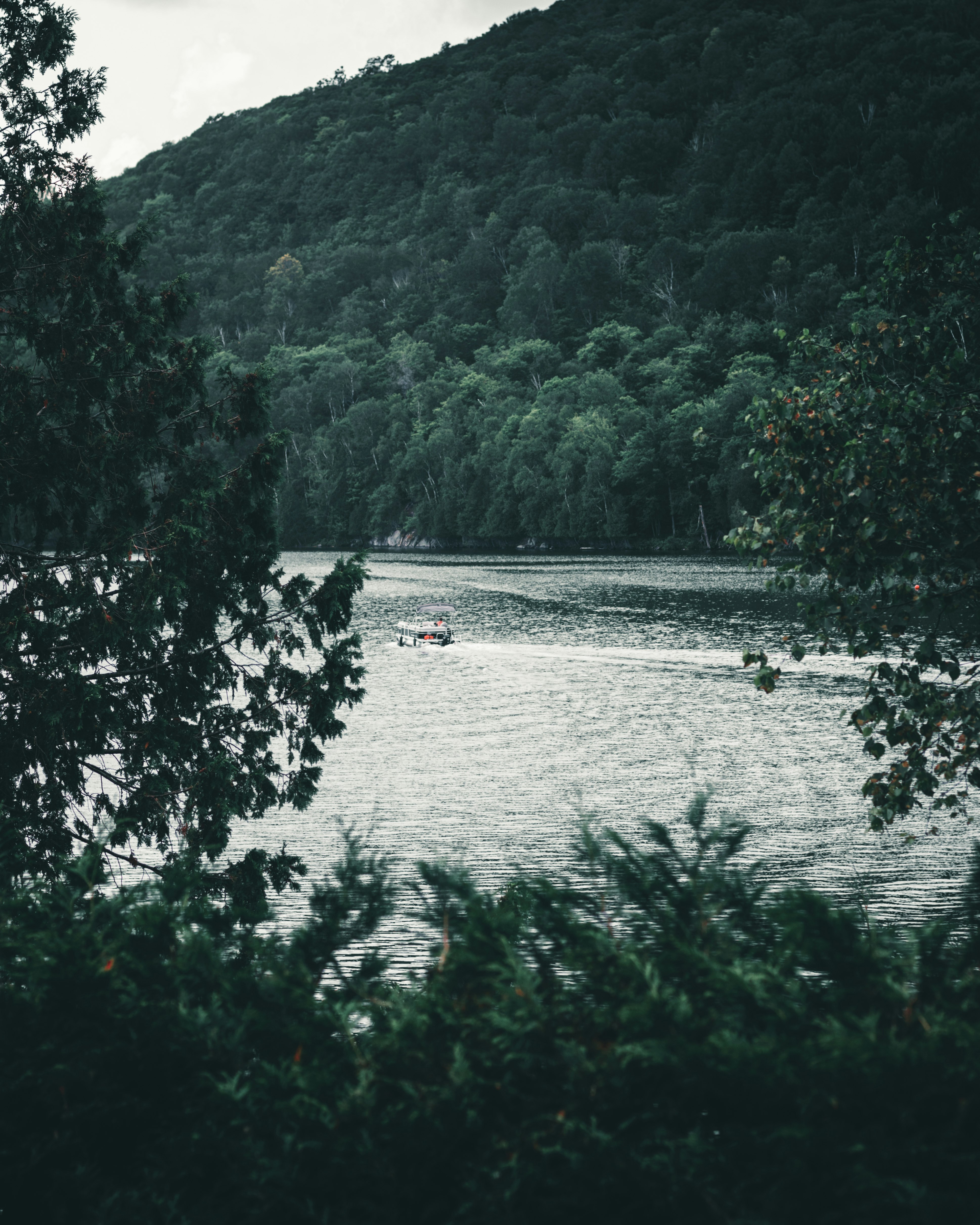 green trees near body of water during daytime